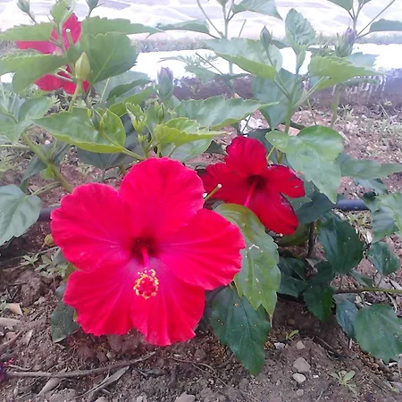 Asterias *